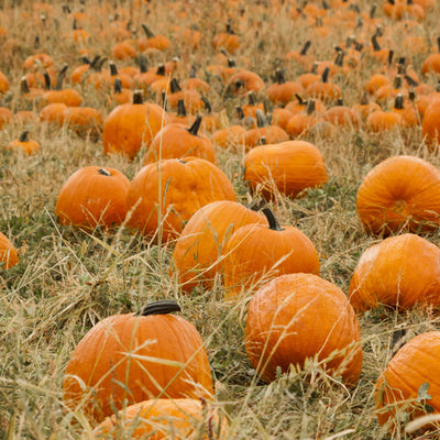 Pumpkin Patch Fragrance Oil-Fragrance Oils-Unique Oils-Unique Oils