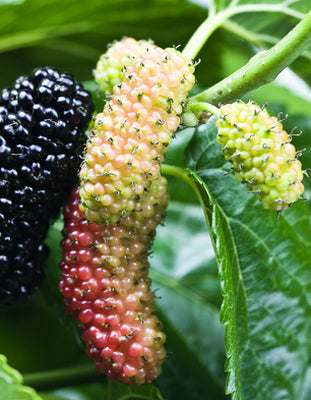 Mulberry Fragrance Oil-Fragrance Oils-Unique Oils-Unique Oils