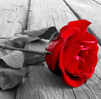 Sandalwood Rose Fragrance Oil-Fragrance Oils-Unique Oils-Unique Oils